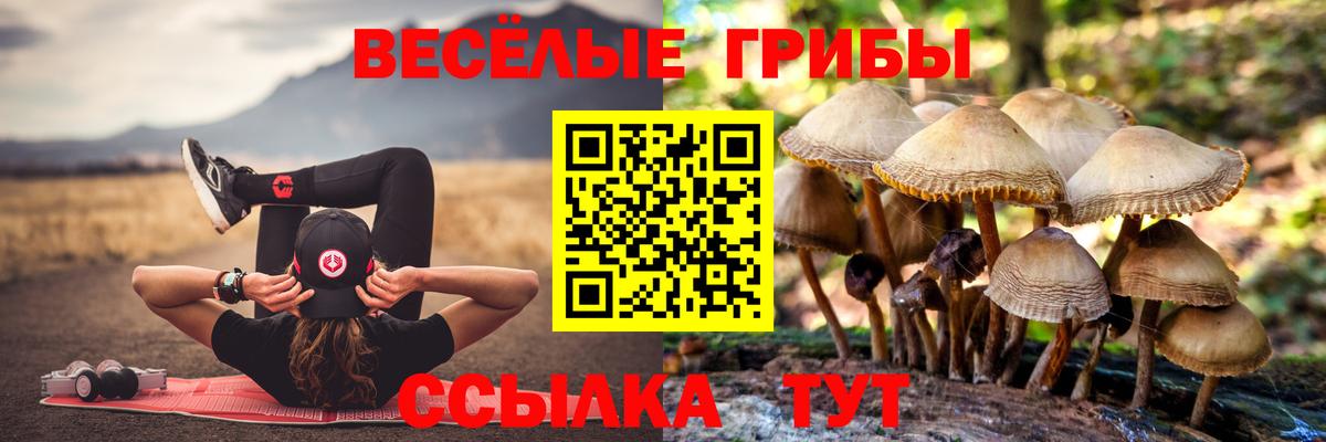 Галлюциногенные грибы Psilocybe Новокубанск